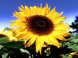 pic of sunflower